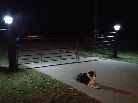 Solar Lights at the gate